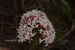 Ixora notoniana